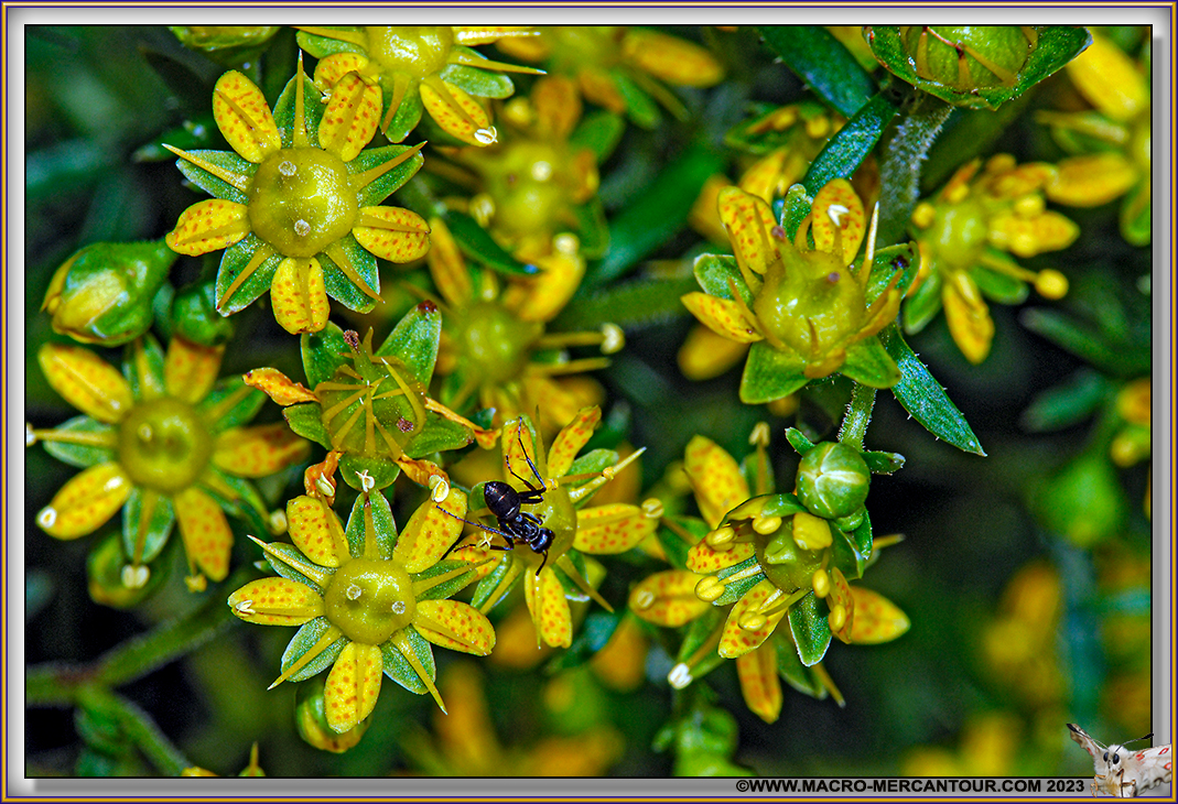 Saxifrages azoïdes